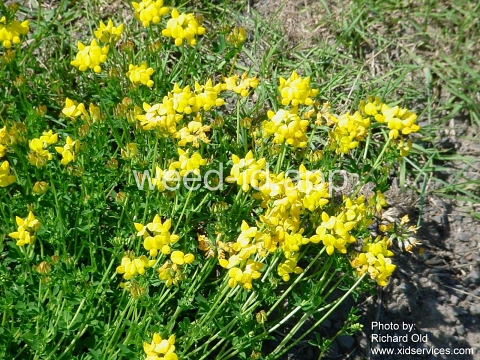 trefoil, birdsfoot